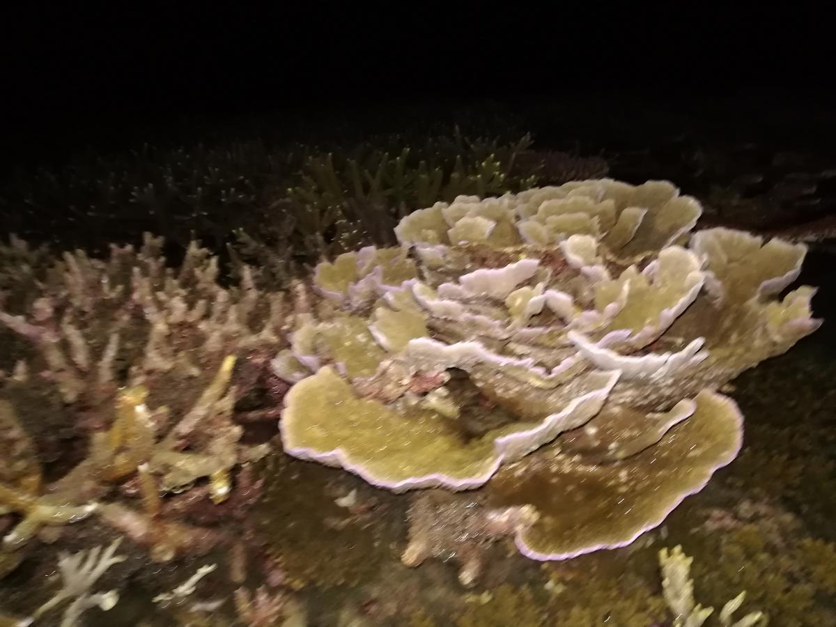 Kampong Pasir Sanang Burong Simukut Place מראה חיצוני תמונה