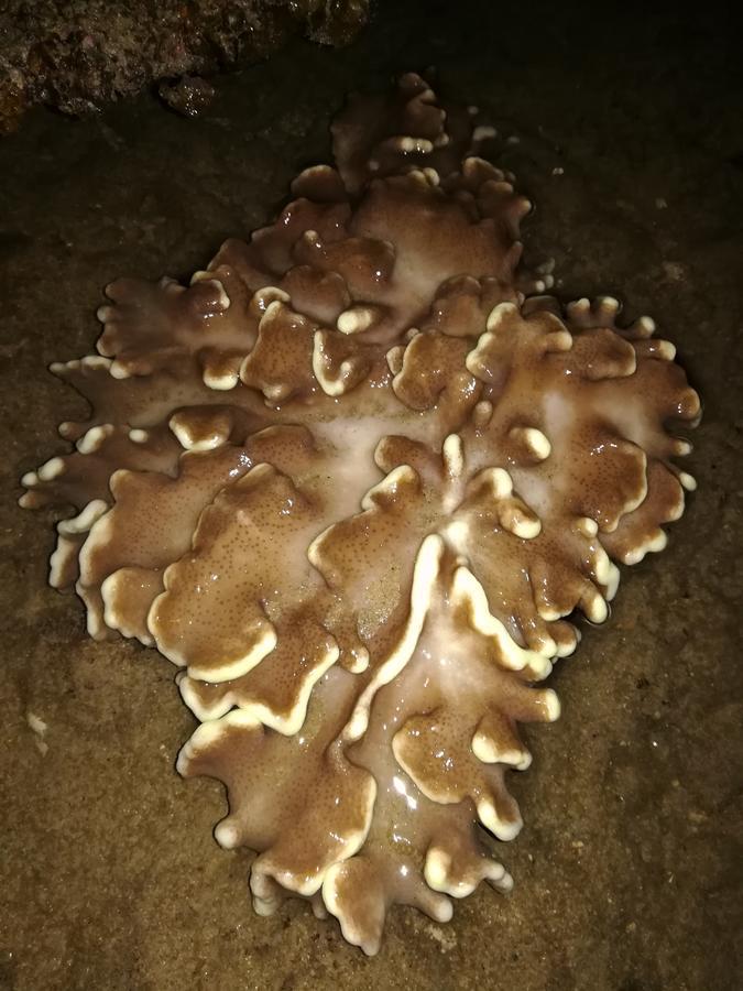 Kampong Pasir Sanang Burong Simukut Place מראה חיצוני תמונה